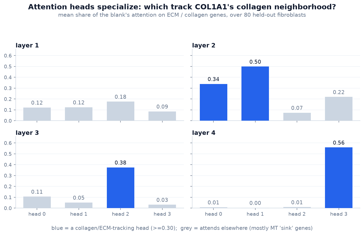Mean share of a blanked COL1A1's attention that lands on ECM/collagen genes, per head across the four nano-Geneformer layers, averaged over 80 held-out fibroblasts. Layer 1 is undifferentiated; specialized collagen-tracking heads emerge in layers 2 to 4, strongest at layer 4 head 3 at 0.56, while the remaining heads attend to ubiquitous mitochondrial sink genes