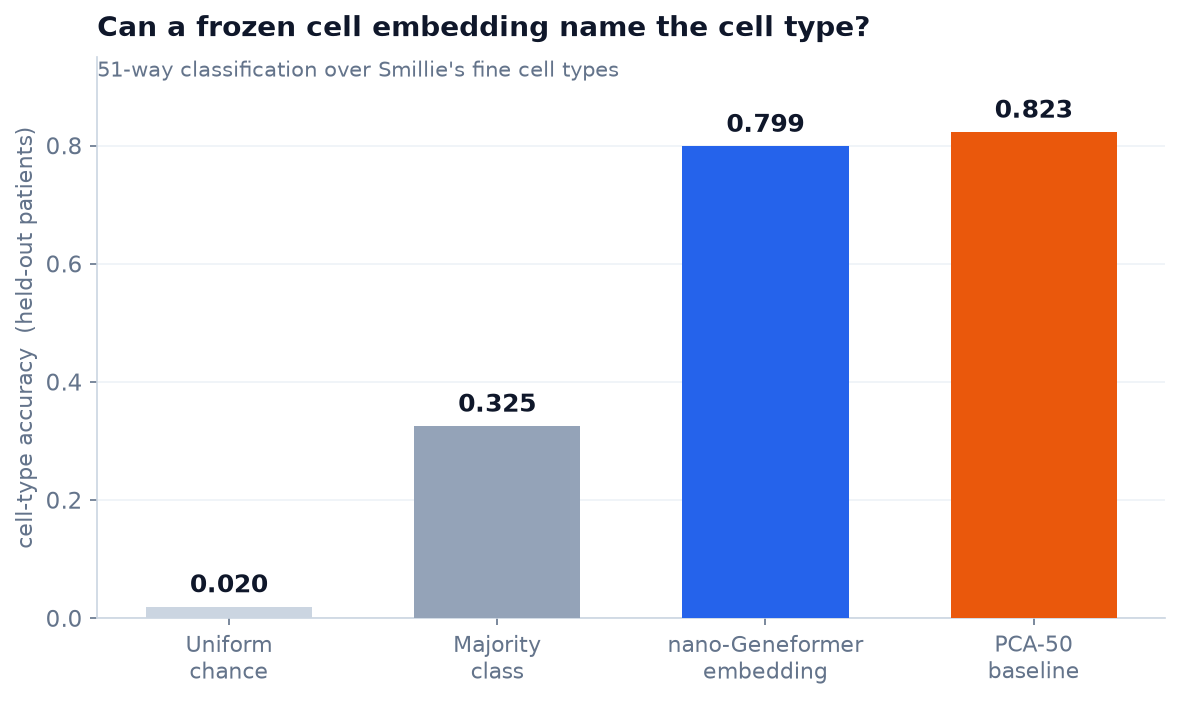 Cell-type accuracy on held-out patients: uniform chance 0.020, majority-class 0.325, the frozen nano-Geneformer embedding 0.799, and a 50-dim PCA baseline 0.823
