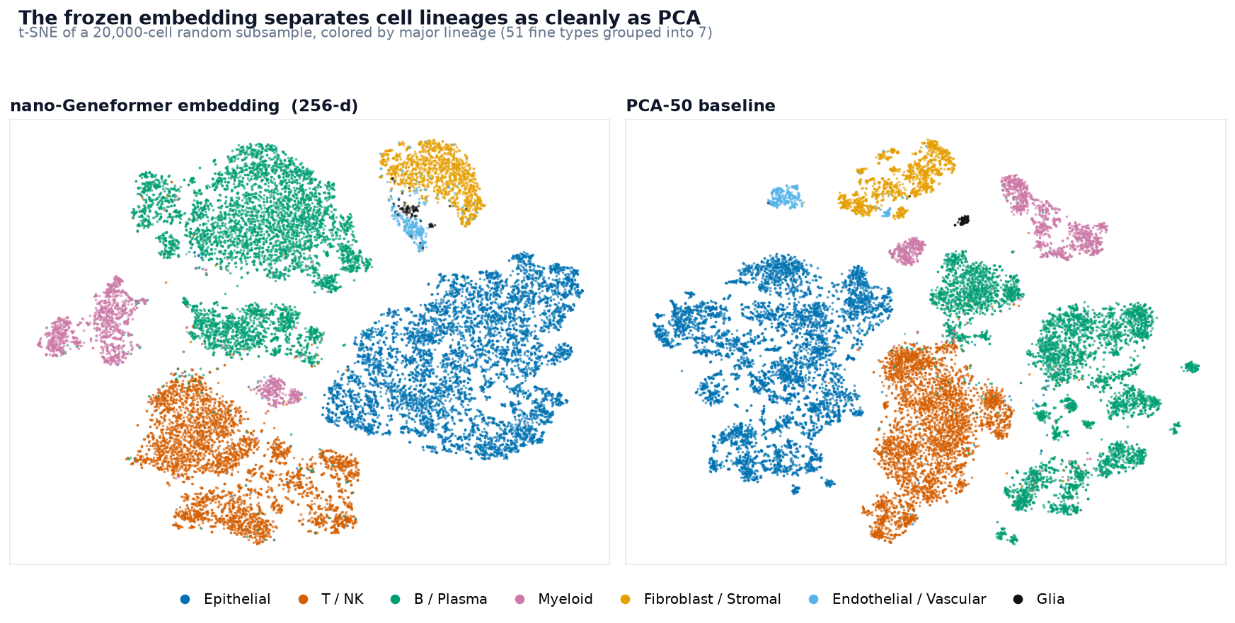 Side-by-side t-SNE of the nano-Geneformer cell embedding and PCA-50, colored by seven cell lineages: both separate the lineages into clean islands