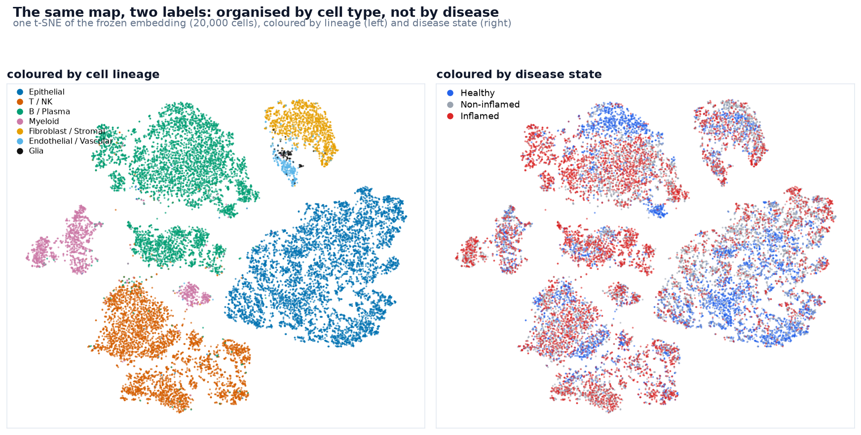 The same embedding t-SNE coloured two ways: by cell lineage, where cells of a lineage form clear clusters, and by disease state, where the three states are mixed within each cluster