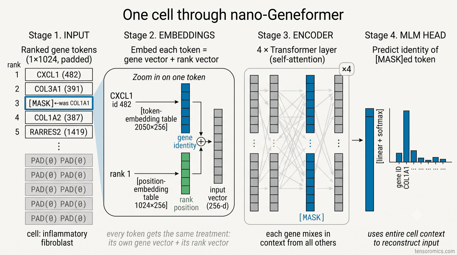 One cell through nano-Geneformer: ranked gene tokens become token plus position embeddings, pass through four Transformer self-attention layers, and the MLM head scores every gene to fill the masked COL1A1 slot