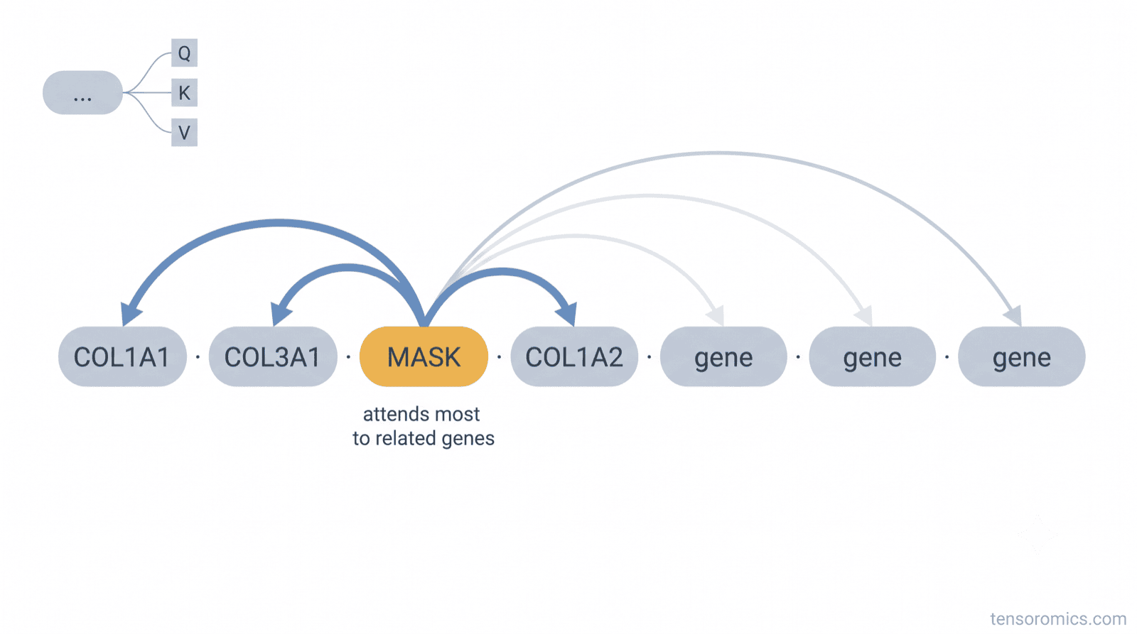 Self-attention intuition: a masked gene token sends thick attention arrows to related genes COL1A1, COL3A1 and COL1A2 and faint arrows to unrelated genes, with a query-key-value inset: how a masked gene attends to its co-expressed neighbors